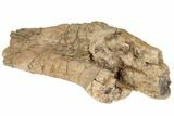 Cretaceous Fossil Dinosaur Limb Bone Section - Wyoming #192590-3